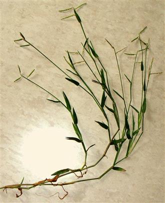 Urochloa distachyos